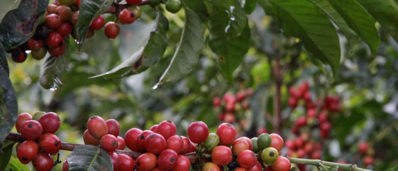 Vibrant red coffee cherries.